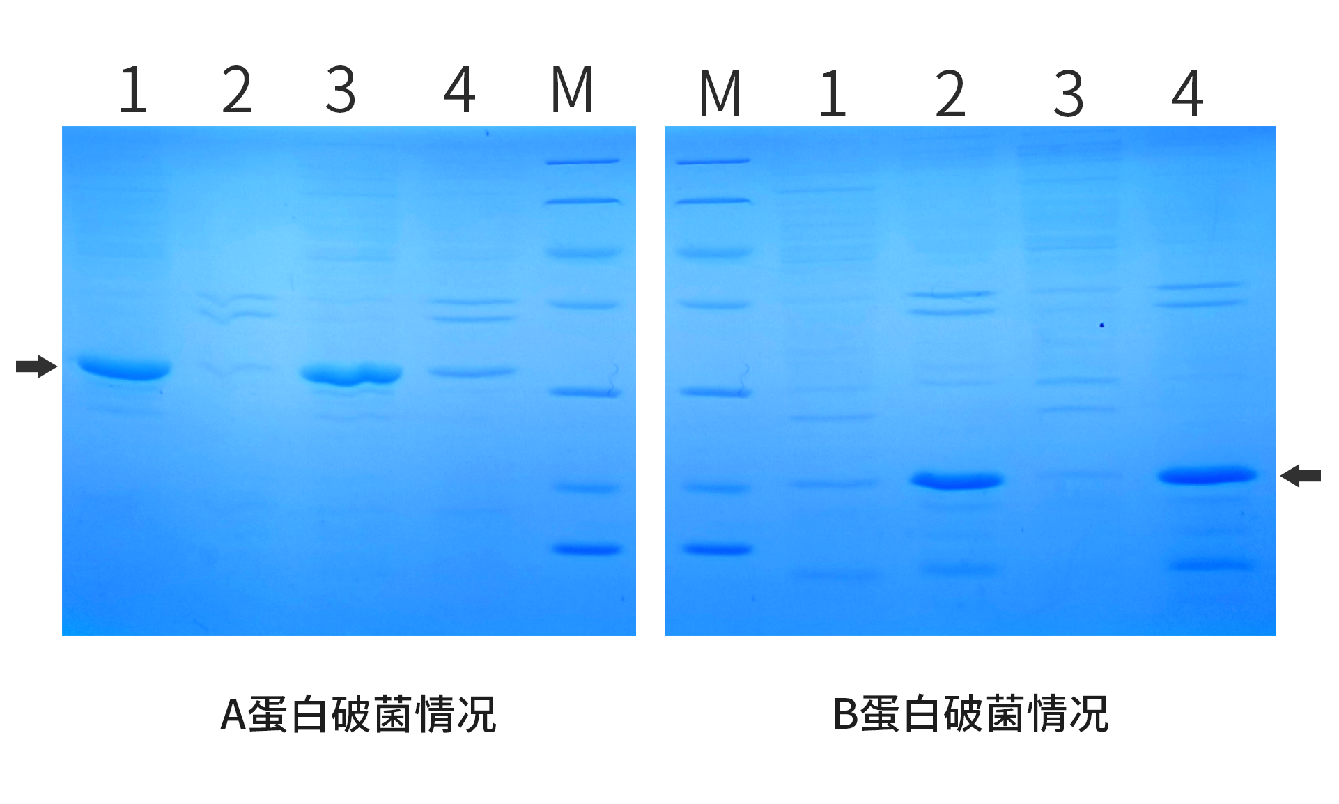 纽卡斯尔团队工程师大肠杆菌从废物二氧化碳制作化学品|工程师工程师